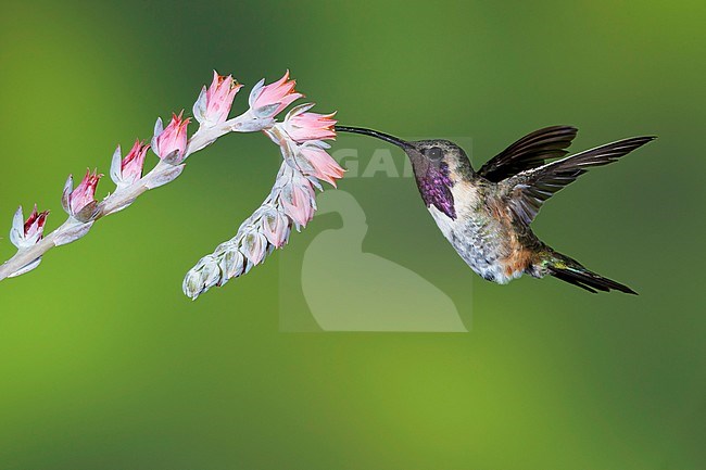 Adult male Lucifer Hummingbird (Calothorax lucifer) hovering against a green background in front of small flowers in Brewster Co., Texas, USA in September 2016 stock-image by Agami/Brian E Small,