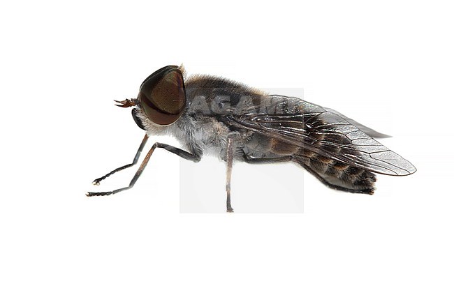 Tabanus maculicornis stock-image by Agami/Wil Leurs,