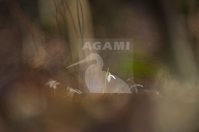 Sneeuwklokjes in het bos; Common Snowdrop in the forest stock-image by Agami/Rob de Jong,