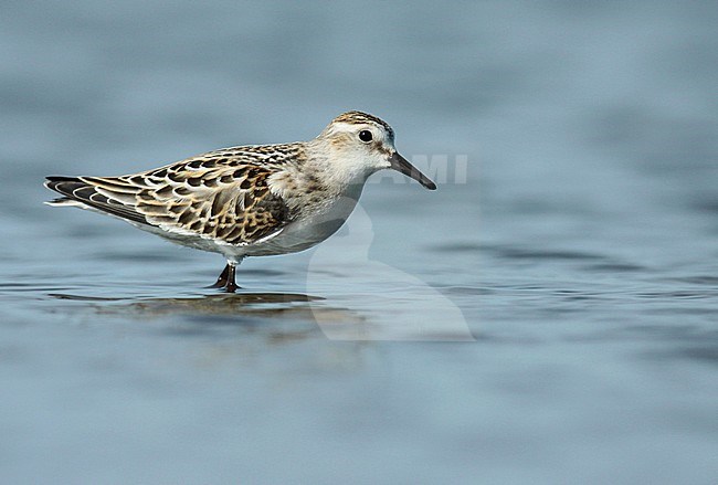 Little Stint (Calidris minuta), juvenile standing in the water, seen from the side. stock-image by Agami/Fred Visscher,