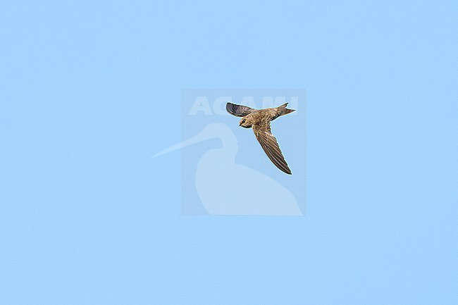 Cape Verde Swift (Apus alexandri) flying against a blue sky as a background, Cape Verde stock-image by Agami/Tomas Grim,