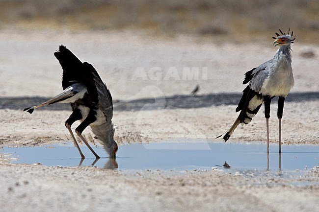 Secretarisvogels in water plas, Secretarybirds in water hole stock-image by Agami/Wil Leurs,
