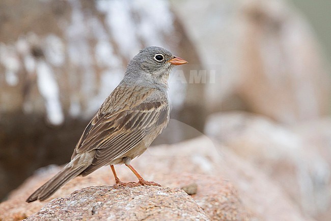 Grey-necked Bunting - Steinortolan - Emberiza buchanani, Kazakhstan, adult male stock-image by Agami/Ralph Martin,