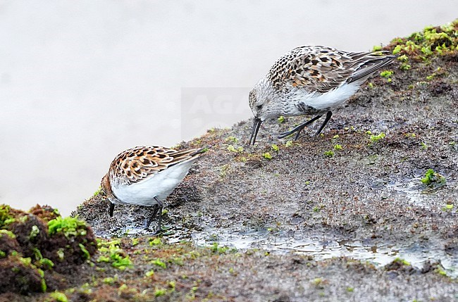 Foraging adult Dunlin (Calidris alpina arctica) along the north coast of Spain. stock-image by Agami/Dani Lopez-Velasco,