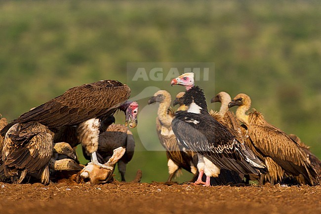White-headed Vulture (Trigonoceps occipitalis) stock-image by Agami/Bence Mate,
