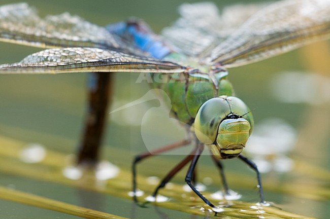 Ei afzettend vrouwtje Grote keizerlibel, Egg laying female Blue Emperor stock-image by Agami/Rob de Jong,