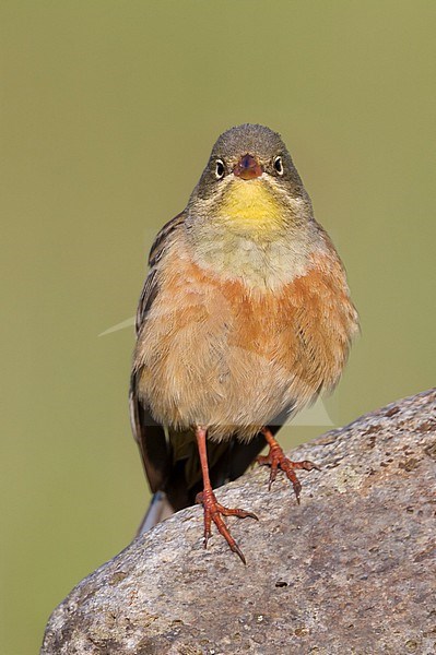 Ortolan Bunting - Ortolan - Emberiza hortulana, Kazakhstan, adult male stock-image by Agami/Ralph Martin,