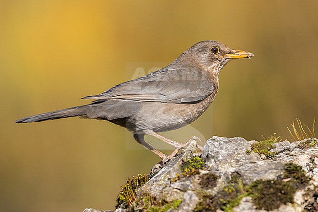 Common Blackbird (Turdus merula), side view of an adult female standing on a rock, Campania, Italy stock-image by Agami/Saverio Gatto,