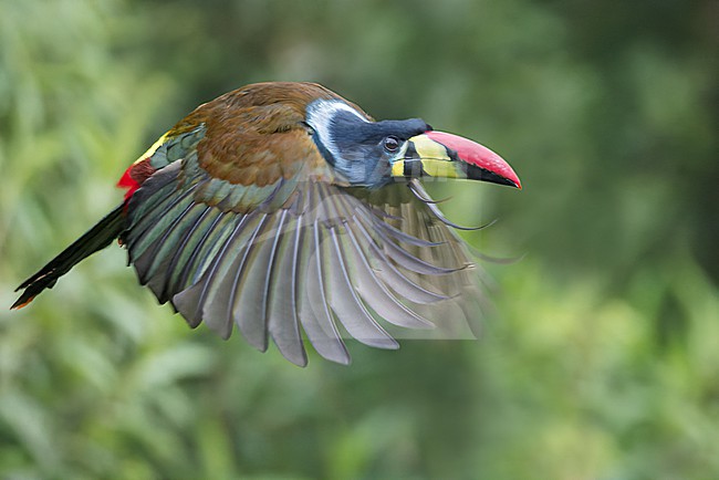 Grey-breasted Mountain-Toucan (Andigena hypoglauca) flying in Colombia, South America. stock-image by Agami/Glenn Bartley,