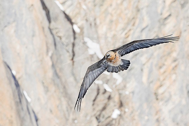 Adult Bearded Vulture (Gypaetus barbatus barbatus), in flight against a cliff in the Alps in Switzerland. Also known as Lammergeier. stock-image by Agami/Ralph Martin,