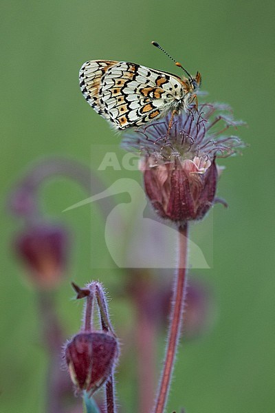 Glanville Fritillary resting on small plant in Mercantour in France. stock-image by Agami/Iolente Navarro,