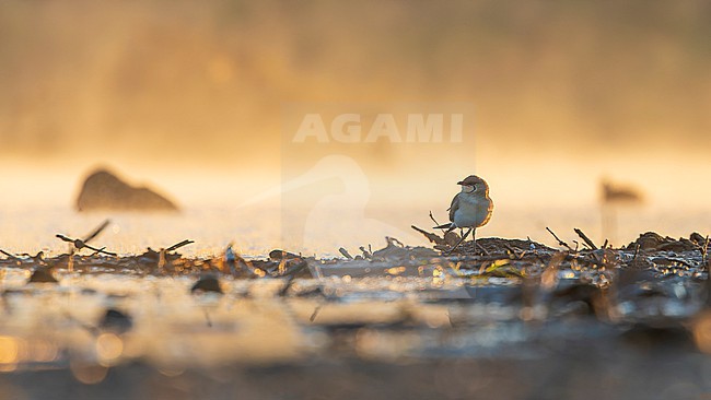 Collared pratincole (Glareola pratincola)  in the early morning with backlight. stock-image by Agami/Lennart Verheuvel,