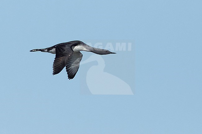 Adult breeding Red-throated Diver (Gavia stellata) in flight at Churchill, Manitoba, Canada.
June 2017 stock-image by Agami/Brian E Small,