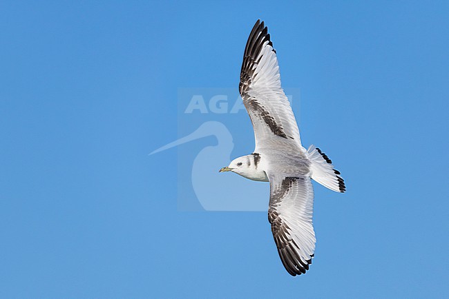 Wintering immature Black-legged Kittiwake, Rissa tridactyla, in Italy. stock-image by Agami/Daniele Occhiato,
