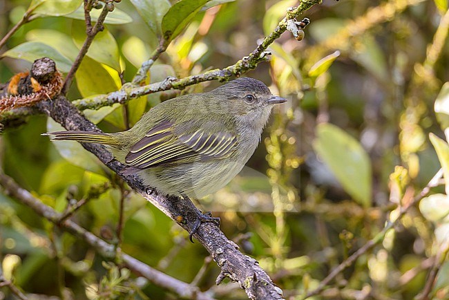 Mistletoe Tyrannulet (Zimmerius parvus) stock-image by Agami/David Monticelli,