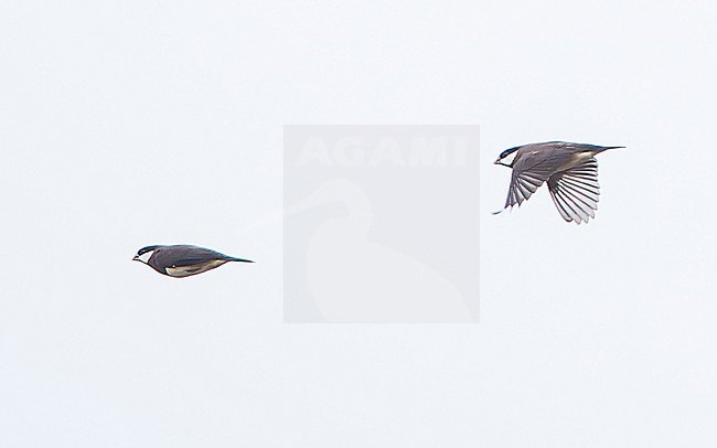 Two Timor Sparrows (Padda fuscata) in flight. stock-image by Agami/Lennart Verheuvel,