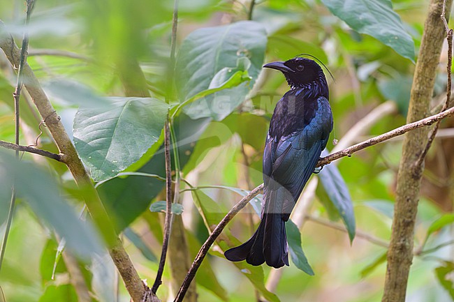 Hair-crested Drongo, Dicrurus hottentottus, in Thailand. stock-image by Agami/Sylvain Reyt,