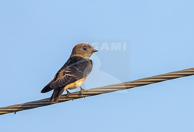 Streak-throated swallow (Petrochelidon fluvicola) in Gujarat, India. stock-image by Agami/Marc Guyt,