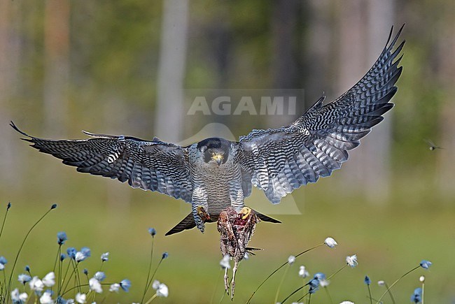 Peregrine (Falco peregrinus)  and Woodcock (Scolopax rusticola) as prey Vaala Finland June 2017 stock-image by Agami/Markus Varesvuo,