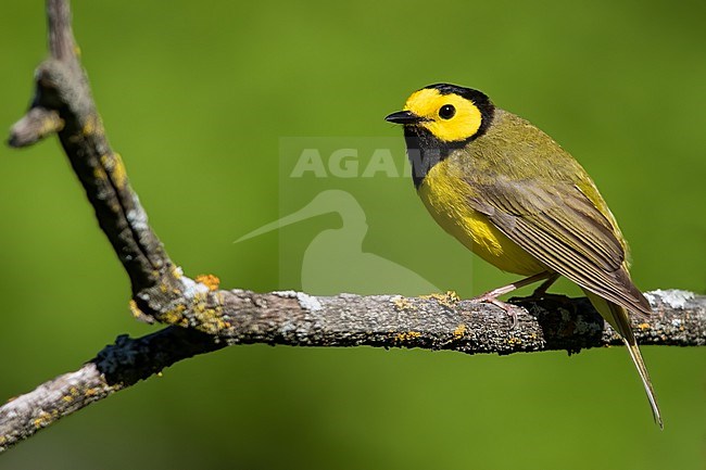 Adult male Hooded Warbler (Setophaga citrina) perched on a branch stock-image by Agami/Dubi Shapiro,