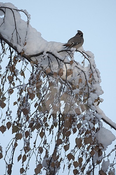 Bohemian Waxwing sitting on snow covered branch; Pestvogel bessen zittend op besneeuwde tak stock-image by Agami/Jari Peltomäki,
