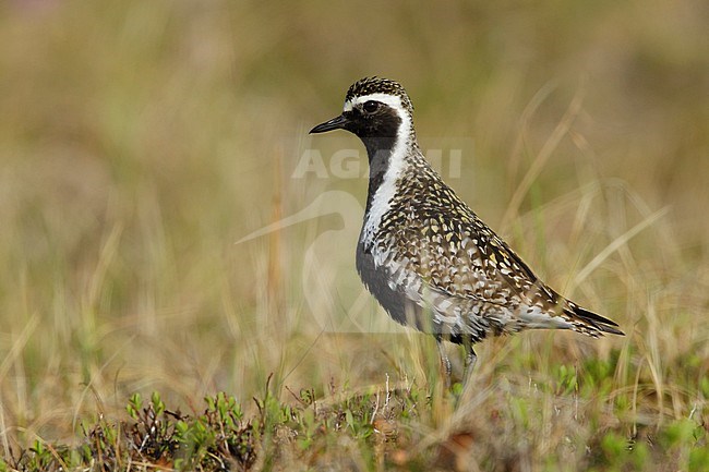 Adult male Pacific Golden Plover (Pluvialis fulva) in full breeding plumage at Seward Peninsula, Alaska, USA in June 2018. stock-image by Agami/Brian E Small,