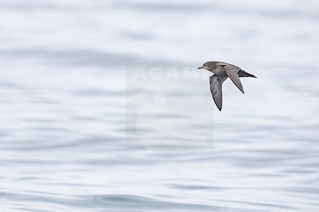  stock-image by Agami/Menno van Duijn,