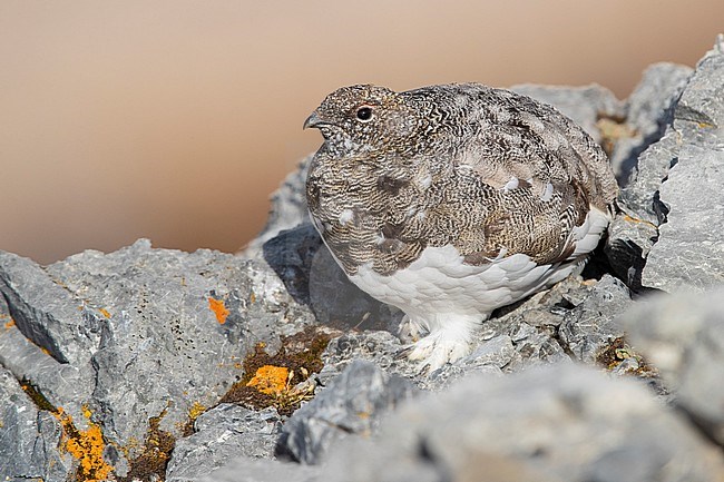 Rock Ptarmigan (Lagopus muta), adult standing on a rocky terrain, Trentino-Alto Adige, Italy stock-image by Agami/Saverio Gatto,