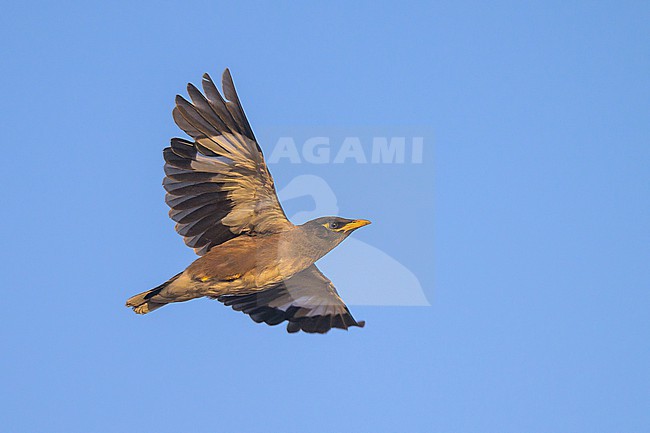 Common myna, Acridotheres tristis, in flight. stock-image by Agami/Sylvain Reyt,