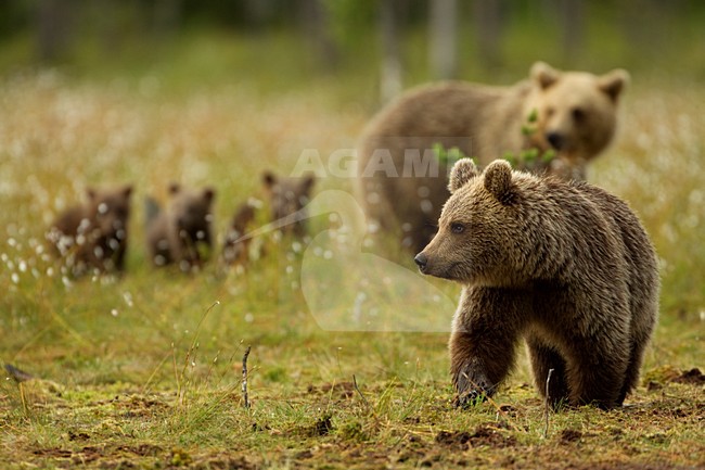 Bruine Beer in gras, Brown Bear in gras stock-image by Agami/Danny Green,