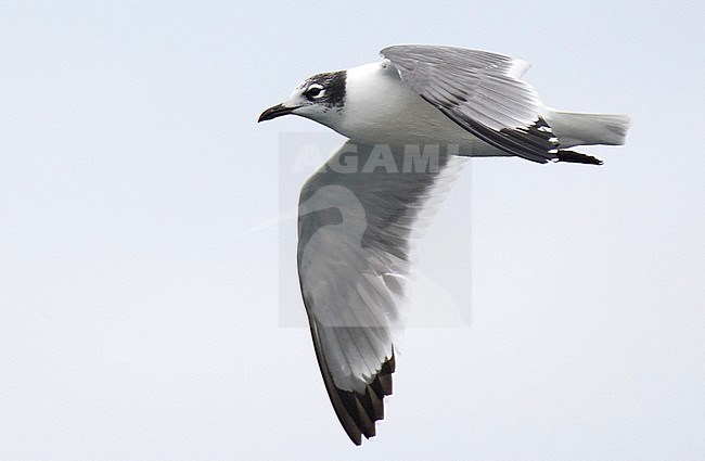 Wintering Franklin's Gull (Leucophaeus pipixcan) at the pacific coast of Chile. stock-image by Agami/Dani Lopez-Velasco,