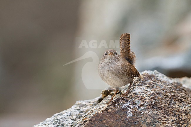 Icelandic Winter Wren, Troglodytes troglodytes islandicus, Iceland, adult stock-image by Agami/Ralph Martin,