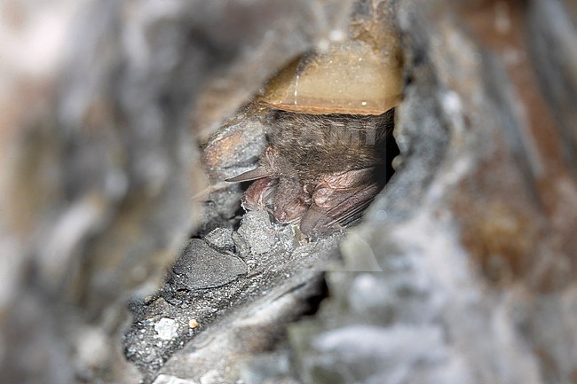 Grey Long-eared Bat (Plecotus austriacus) sitting in a tunnel in Moniat, Anseremme, Namur, Belgium. stock-image by Agami/Vincent Legrand,