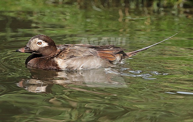 Long-tailed Duck, Clangula hyemalis stock-image by Agami/Fred Visscher,