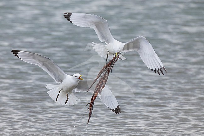 Black-legged Kittiwake, Rissa tridactyla, in arctic Norway. Two adult birds fighting over nest material. stock-image by Agami/Daniele Occhiato,