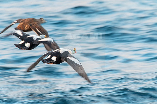 King Eider (Somateria spectabilis) in flight over the sea in the harbour of Vadso, Varangerfjord, in arctic Norway stock-image by Agami/Marc Guyt,