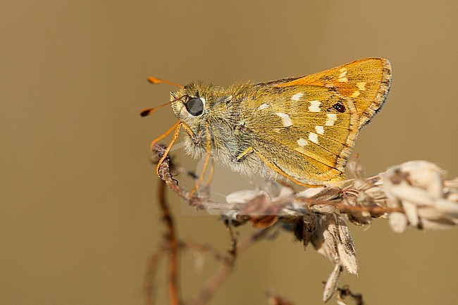 Kommavlinder / Silver-spotted Skipper (Hesperia comma) stock-image by Agami/Wil Leurs,