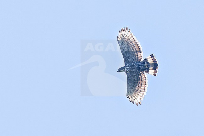 Blyth's Hawk-Eagle (Nisaetus alboniger) in flight  in Borneo stock-image by Agami/Dubi Shapiro,