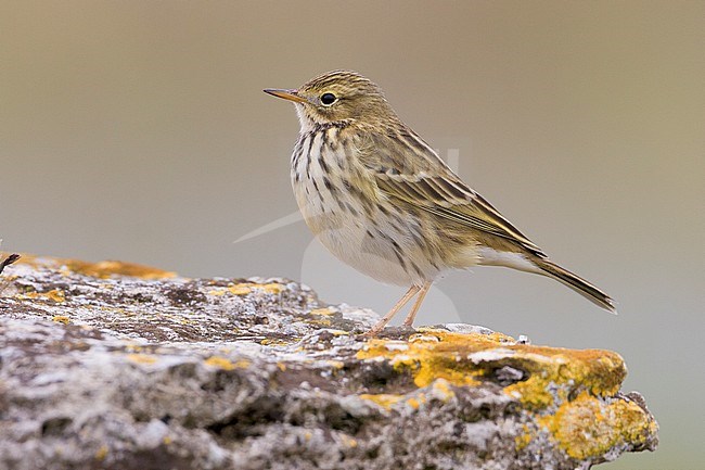Meadow Pipit (Anthus pratensis), side view of an adult standing on the ground stock-image by Agami/Saverio Gatto,