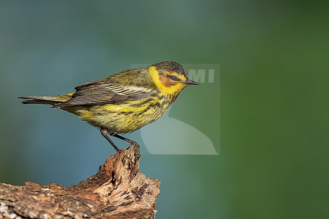 Adult male
Galveston Co., TX
April 2022 stock-image by Agami/Brian E Small,