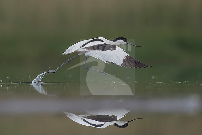  stock-image by Agami/Han Bouwmeester,
