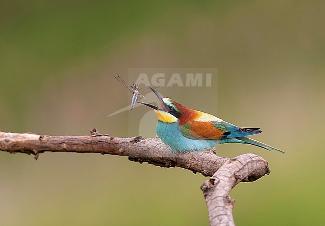 European Bee-eater, Merops apiaster, in Hungary during spring. stock-image by Agami/Marc Guyt,