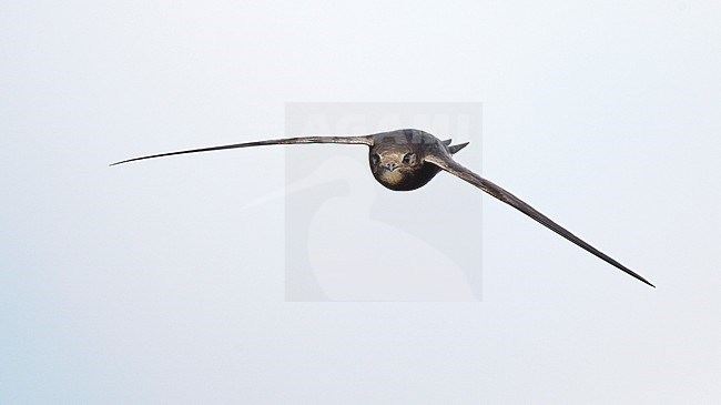 Common Swift (Apus apus) in the Netherlands. In flight. stock-image by Agami/Ran Schols,