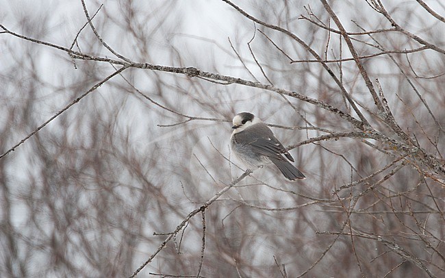 Canada Jay (Perisoreus canadensis) also known as Grey Jay at Sax Zim Bog in Minnesota, USA stock-image by Agami/Helge Sorensen,
