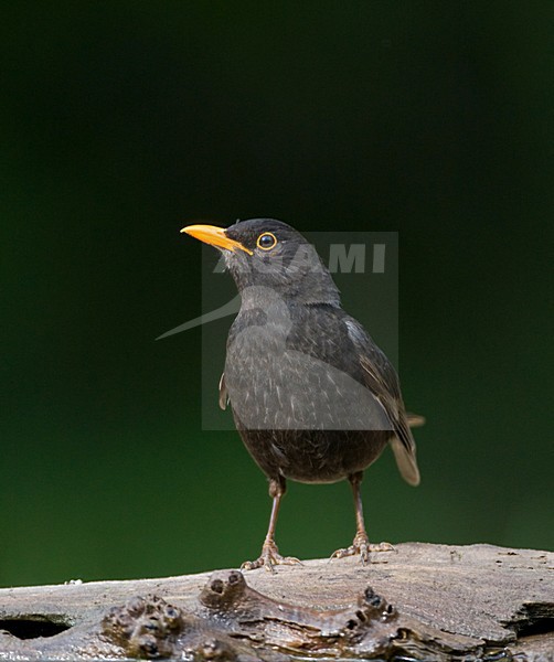 Merel, Common Blackbird, Turdus merula stock-image by Agami/Marc Guyt,