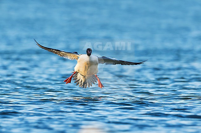Goosander, Grote Zaagbek, Mergus merganser ssp. merganser, France, adult male stock-image by Agami/Ralph Martin,