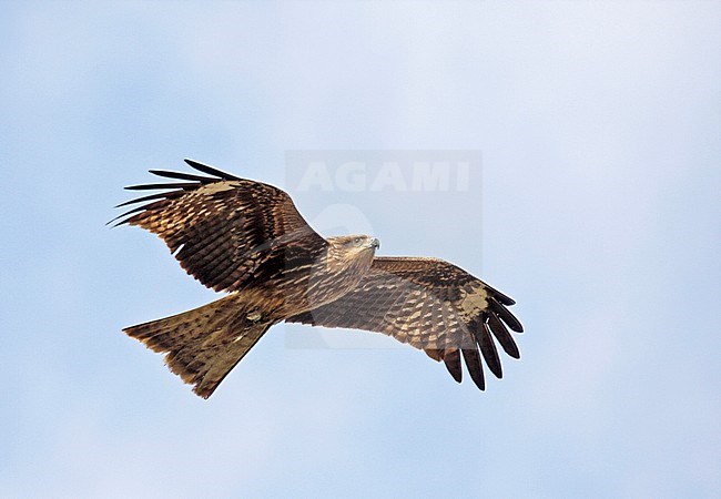 Black-eared Kite (Milvus lineatus) in flight against blue sky in Japan. stock-image by Agami/Pete Morris,