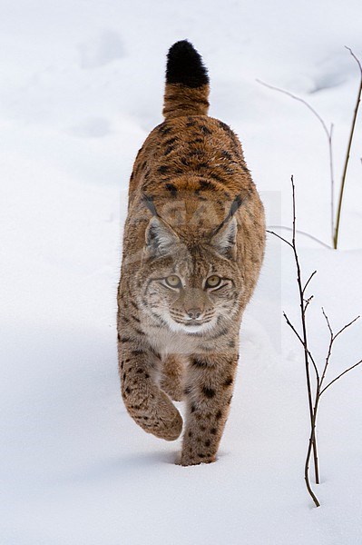 A European lynx, Lynx linx, on the move in Bavarian Forest National Park. Germany. stock-image by Agami/Sergio Pitamitz,