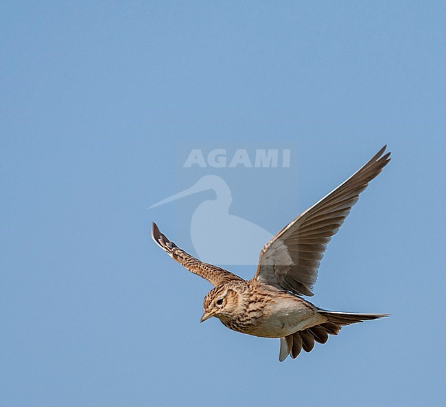 Eurasian Skylark (Alauda arvensis) in the Netherlands. stock-image by Agami/Marc Guyt,