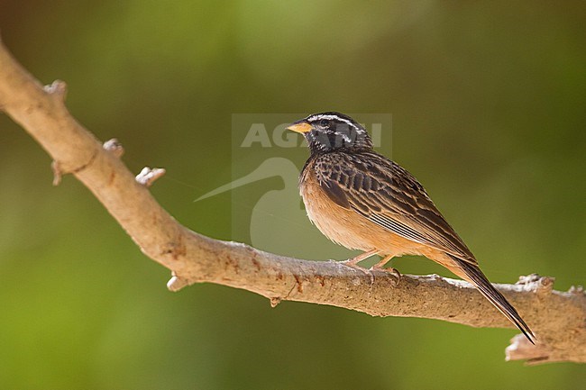 Cinnamon-breasted Bunting - Bergammer - Emberiza tahapisi ssp. arabica, adult male stock-image by Agami/Ralph Martin,